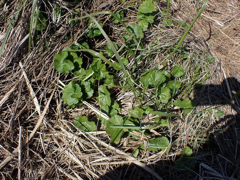 Sidalcea hendersonii, photographed by Randal