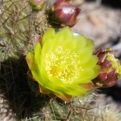 Bergerocactus emoryi, photographed by James C. Davis