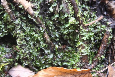 Pallavicinia lyellii, photographed by Gus