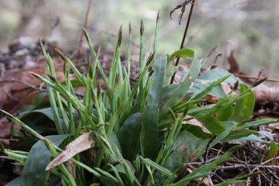 Carex platyphylla, photographed by Gus