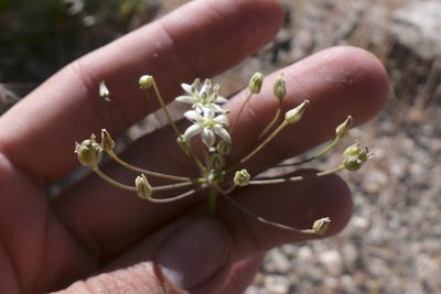 Muilla maritima, photographed by paulexcoff