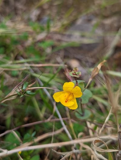 Erythranthe glaucescens, photographed by My-Lan Le