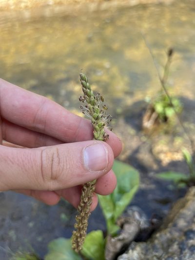 Plantago cordata, photographed by Nathan Aaron