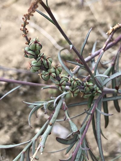 Stillingia linearifolia, photographed by Lightning Star Sky / Skyler Noah Wall