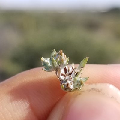 Logfia arizonica, photographed by James C. Davis