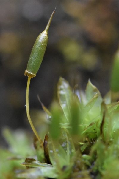 Encalypta ciliata, photographed by Braden J. Judson