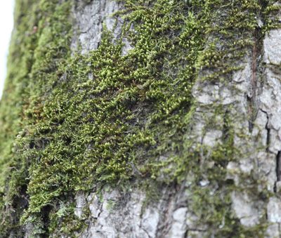 Pylaisia polyantha, photographed by Artemy Savko