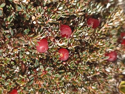 Pentachondra pumila, photographed by Oscar Dove