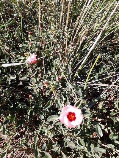 Pavonia cymbalaria, photographed by Lauu