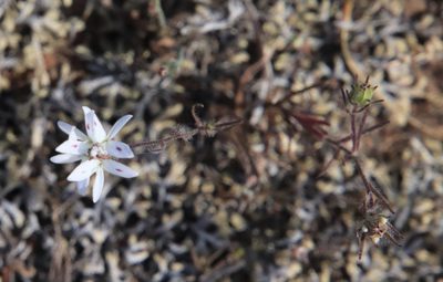 Osmadenia tenella, photographed by Millie Basden