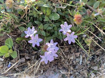 Richardia grandiflora, photographed by Daniel Patterson