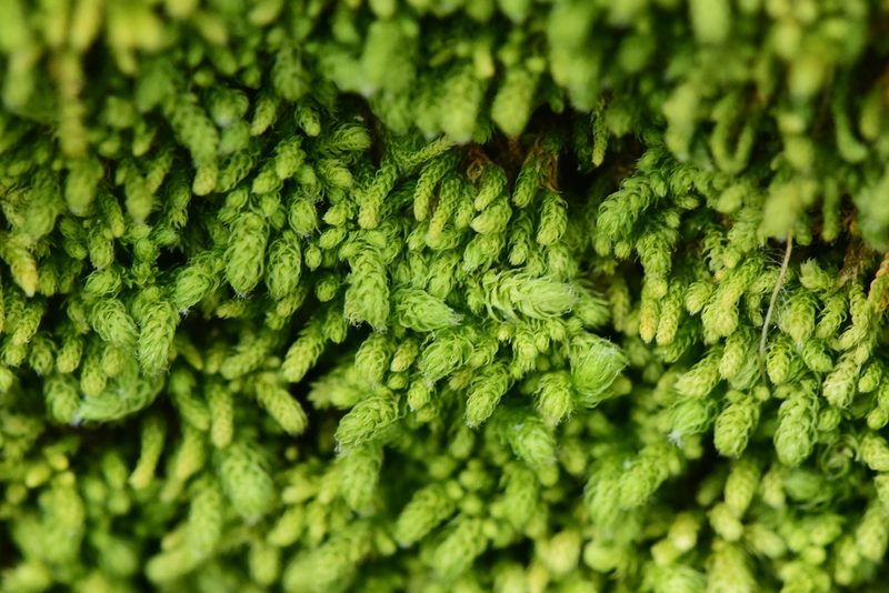 Claopodium bolanderi, photographed by Braden J. Judson