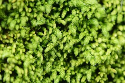 Claopodium bolanderi, photographed by Braden J. Judson