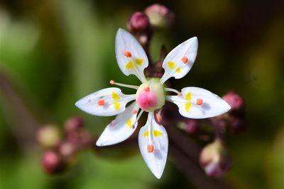 Micranthes ferruginea, photographed by Braden J. Judson