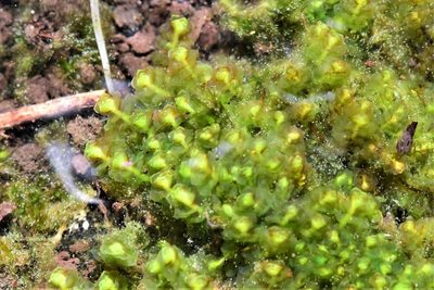Scapania undulata, photographed by Braden J. Judson