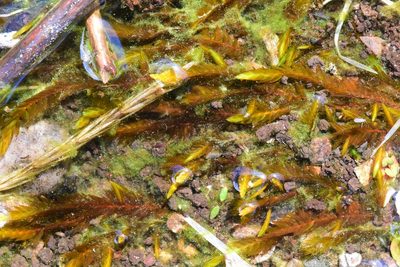 Fontinalis neomexicana, photographed by Braden J. Judson