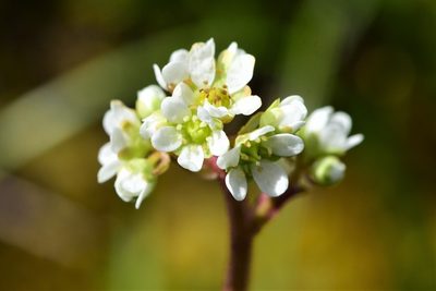 Micranthes integrifolia, photographed by Braden J. Judson