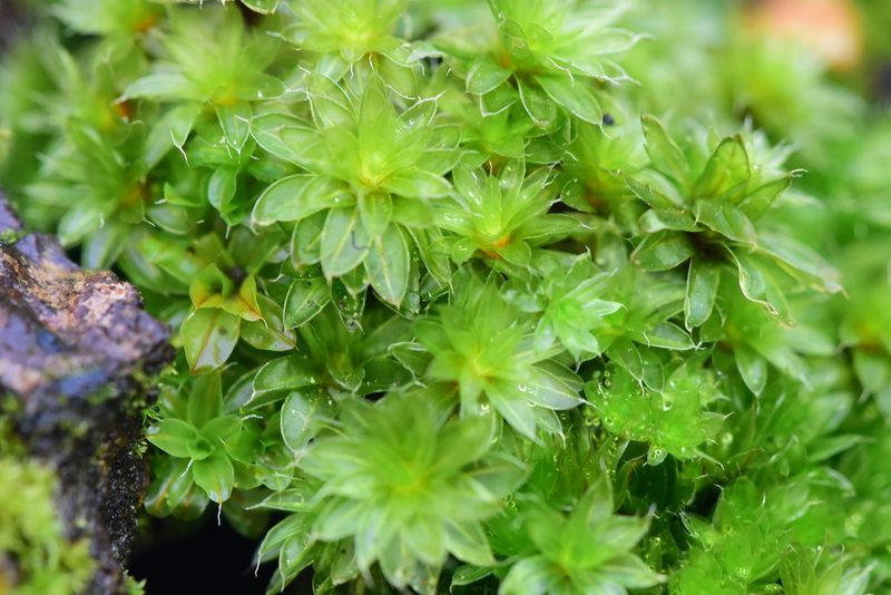 Rosulabryum canariense, photographed by Braden J. Judson