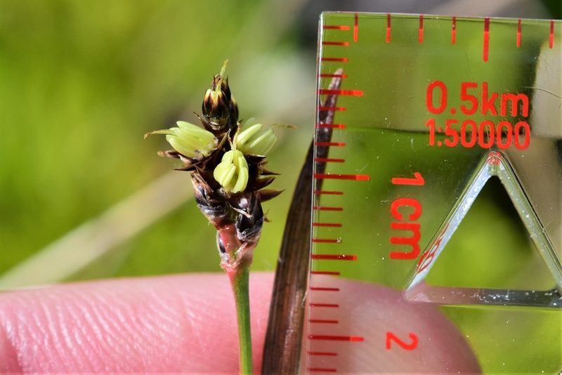 Luzula macrantha, photographed by Braden J. Judson