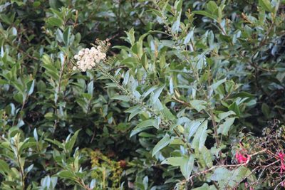 Baccharis racemosa, photographed by Cesar Ormazabal