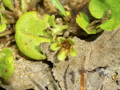 Dichondra carolinensis, photographed by Michelle W. （鍾偉瑋）