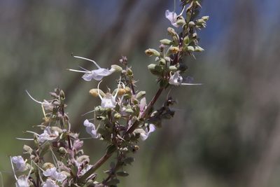 Salvia apiana, photographed by Millie Basden