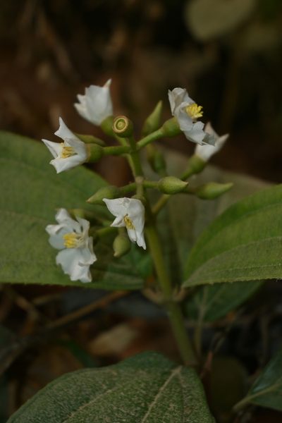 Miconia jaliscana, photographed by Dante S. Figueroa