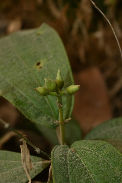 Miconia jaliscana, photographed by Dante S. Figueroa
