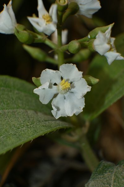 Miconia jaliscana, photographed by Dante S. Figueroa