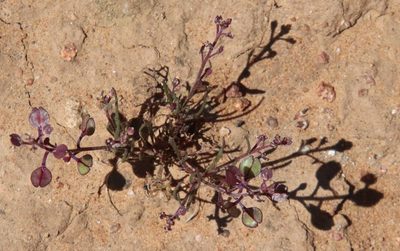 Lepidium nitidum, photographed by Millie Basden