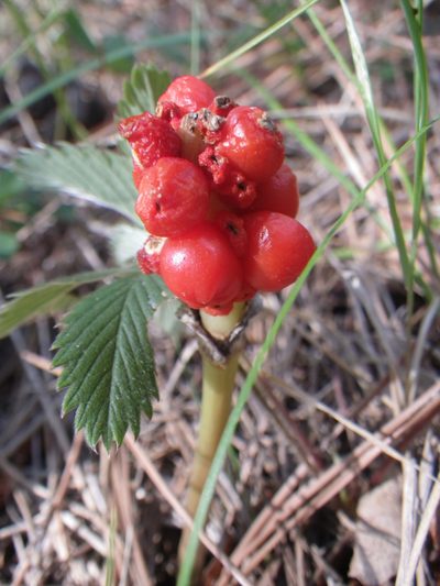 Arum orientale, photographed by Oleg Kosterin