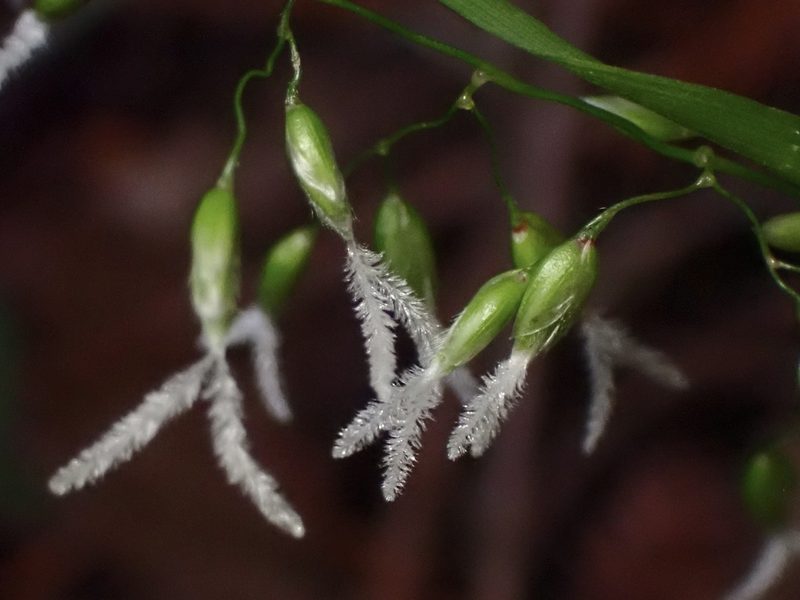 Anthoxanthum occidentale, photographed by Cricket Raspet