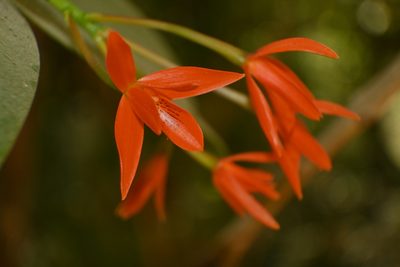 Guarianthe aurantiaca, photographed by Dante S. Figueroa