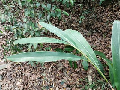 Alpinia zerumbet, photographed by 五色鳥
