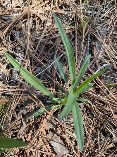 Marshallia legrandii, photographed by Alan Weakley