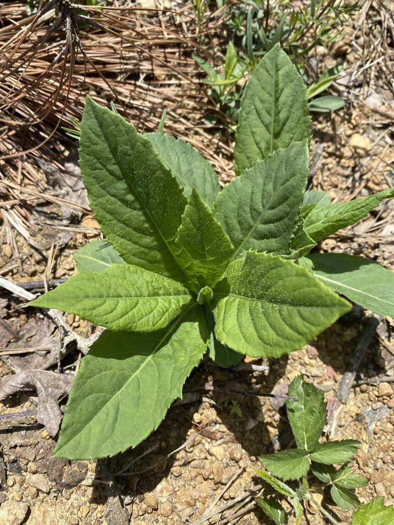 Vernonia glauca, photographed by Alan Weakley