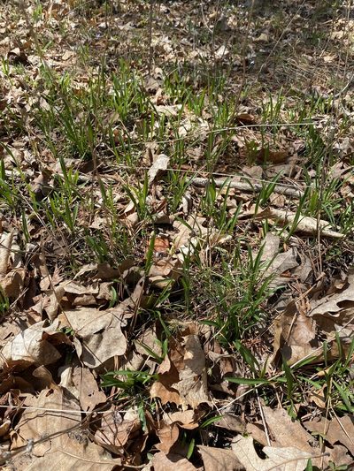 Marshallia legrandii, photographed by Alan Weakley