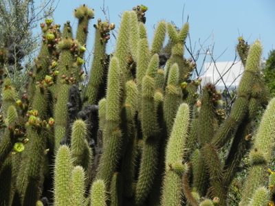 Bergerocactus emoryi, photographed by James C. Davis
