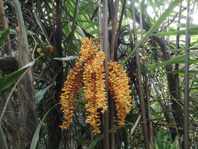 Arenga engleri, photographed by 五色鳥