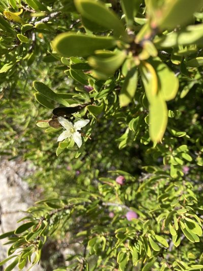 Persoonia gunnii, photographed by krumpianking