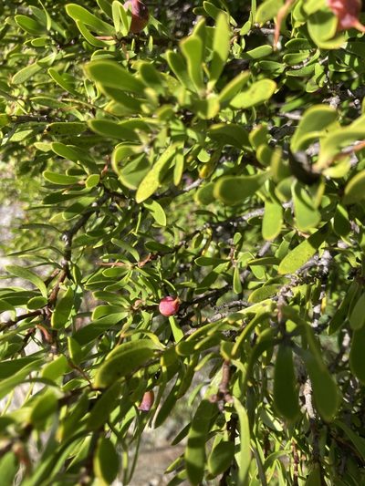 Persoonia gunnii, photographed by krumpianking