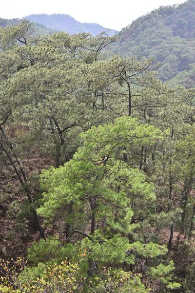 Pinus jaliscana, photographed by Dante S. Figueroa