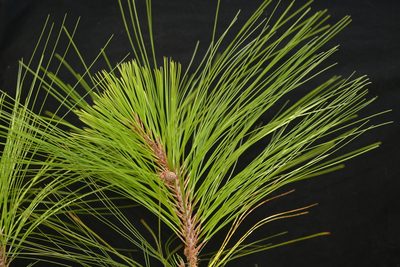 Pinus jaliscana, photographed by Dante S. Figueroa