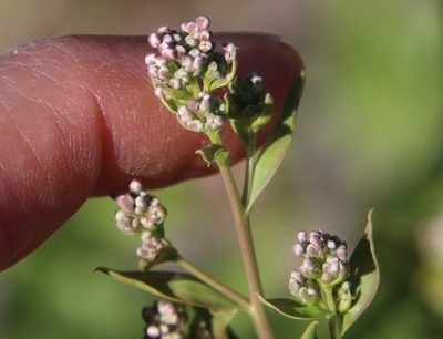Lepidium latifolium, photographed by Millie Basden