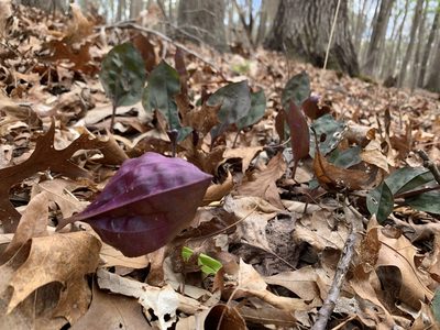 Tipularia discolor, photographed by Elizabeth Axley