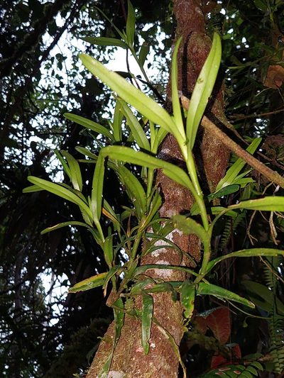 Epidendrum ramosum, photographed by Daniel Mesa