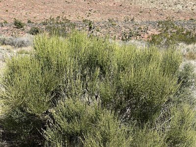 Ephedra viridis, photographed by CK2AZ