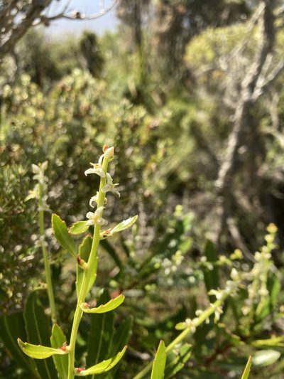 Cenarrhenes nitida, photographed by krumpianking