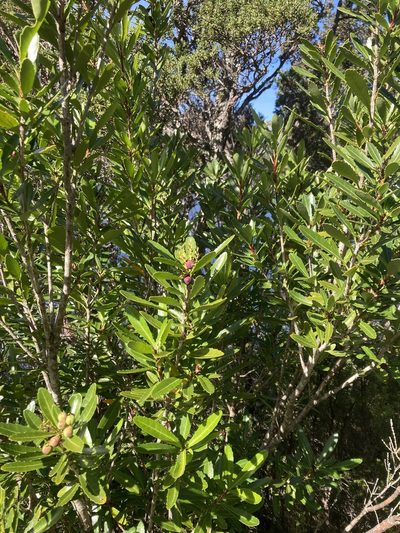 Cenarrhenes nitida, photographed by krumpianking