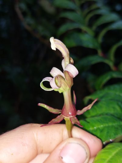 Burmeistera succulenta, photographed by Daniel Mesa